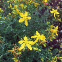 Hierba de San Juan (Hypericum perforatum) semillas