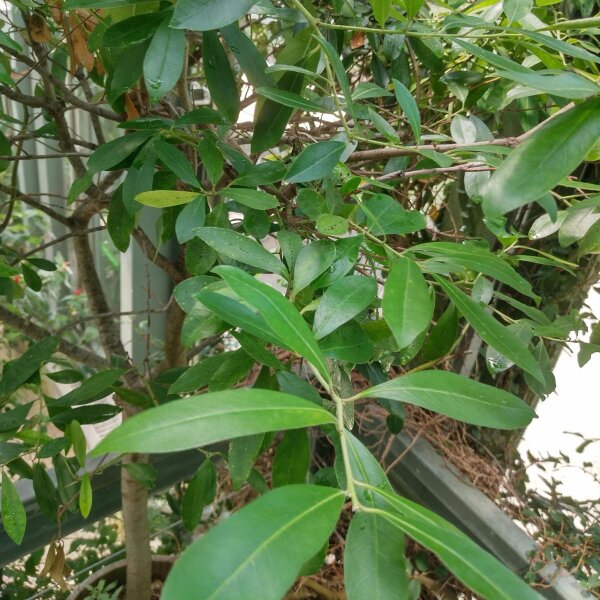 Yerba Mate (Ilex paraguariensis) semillas