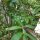Yerba Mate (Ilex paraguariensis) semillas