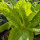 Lechuga Kasseler Strünkchen (Lactuca sativa) semillas