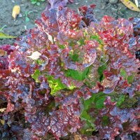 Lechuga de corte Salad Bowl (Lactuca sativa)  semillas