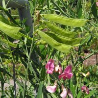 Guisante de olor (Lathyrus odoratus) semillas