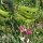 Guisante de olor (Lathyrus odoratus) semillas