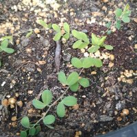 Arveja tuberosa (Lathyrus tuberosus) semillas