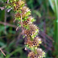 Marijuanilla (Leonurus sibiricus) semillas