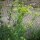 Apio de monte (Levisticum officinale) semillas