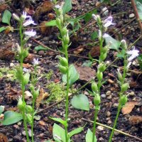 Tabaco indio (Lobelia inflata) semillas