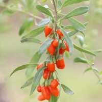 Cambronera / Bayas de Goji (Lycium barbarum) semillas