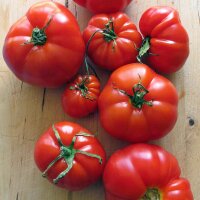 Tomate Marmande (Solanum lycopersicum)