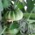 Tomate Marmande (Solanum lycopersicum) semillas