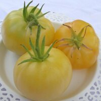 Tomate Beauté Blanche (Solanum lycopersicum)...