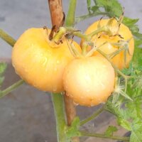 Tomate Pêche Jaune (Solanum lycopersicum)...