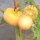 Tomate Pêche Jaune (Solanum lycopersicum) orgánico semillas