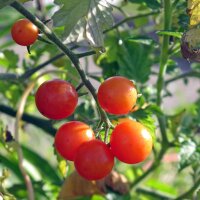 Tomate pasa Rote Murmel (Solanum pimpinellifolium) semillas