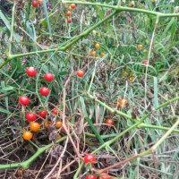 Tomate pasa Rote Murmel (Solanum pimpinellifolium) semillas