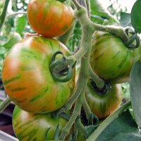 Tomate rayado Tigerella (Solanum lycopersicum) semillas