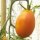 Tomate Orange Banana (Solanum lycopersicum) orgánico semillas
