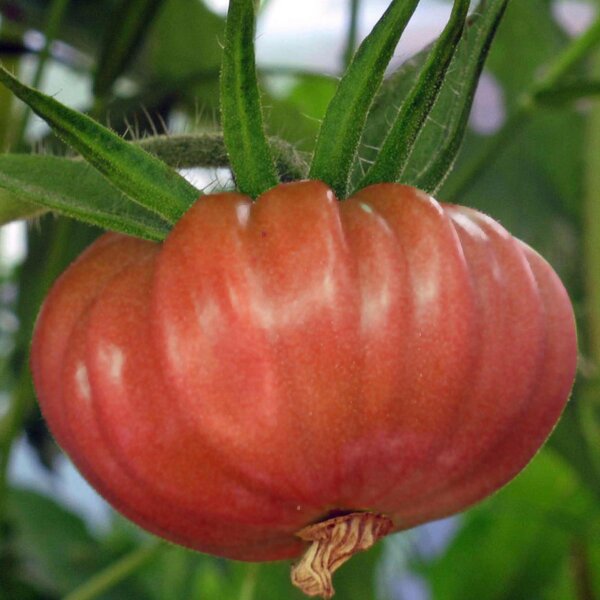 Tomate Brandywine rosa (Solanum lycopersicum) semillas