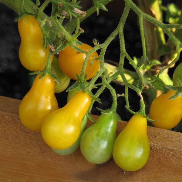 Tomate pera amarillo (Solanum lycopersicum) orgánico semillas