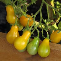 Tomate pera amarillo (Solanum lycopersicum)...