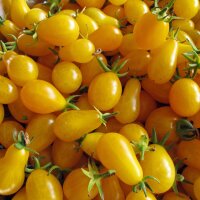 Tomate pera amarillo (Solanum lycopersicum)...