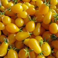 Tomate pera amarillo (Solanum lycopersicum) orgánico