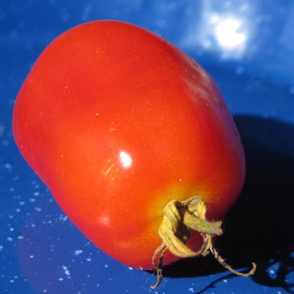 Tomate Roma (Solanum lycopersicum) semillas