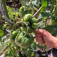 Tomate Pineapple piña (Solanum lycopersicum) orgánico semillas