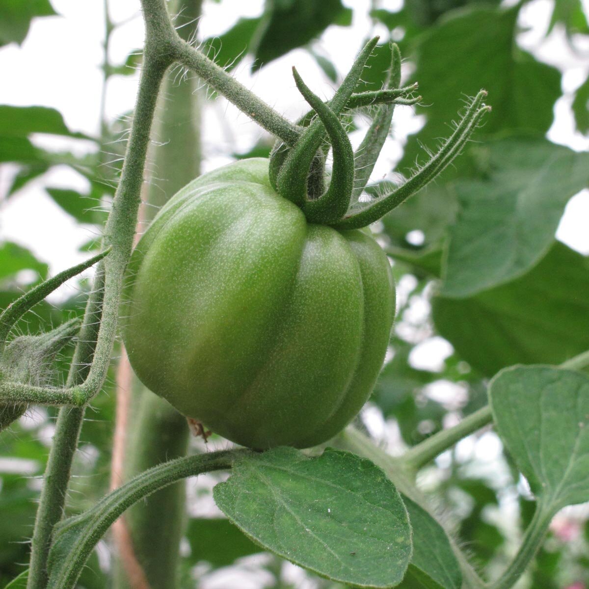 Pomodoro 'Pêche jaune' (Solanum lycopersicum) biologico semi Pomodoro 'Pêche jaune' (Solanum lycopersicum) biologico semi
