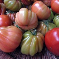 Tomate Cuore di bue (Solanum lycopersicum)