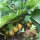 Mandrágora de otoño (Mandragora autumnalis) semillas
