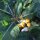 Mandrágora de otoño (Mandragora autumnalis) semillas