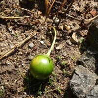 Mandrágora (Mandragora officinarum) semillas