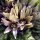 Mandrágora (Mandragora officinarum) semillas
