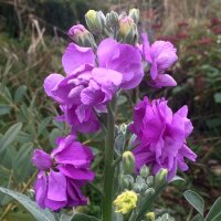 Alhelí (Matthiola incana) semillas