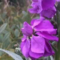 Alhelí (Matthiola incana) semillas