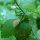 Toronjil (Melissa officinalis) semillas