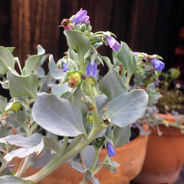 Ostra vegetal (Mertensia maritima) semillas