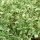 Escarchada (Mesembryanthemum crystallinum) semillas