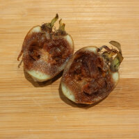 Níspero (Mespilus germanica) semillas