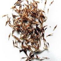 Kratom (Mitragyna speciosa) semillas
