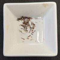 Kratom (Mitragyna speciosa) semillas