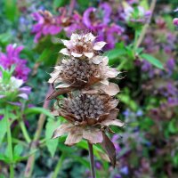 Monarda de limón (Monarda citriodora) semillas