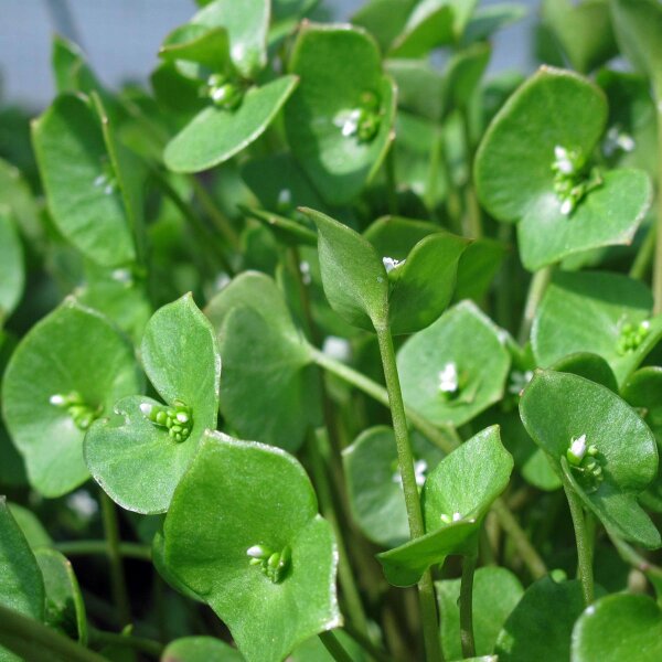 Lechuga del minero / Claytonia (Montia perfoliata) semillas