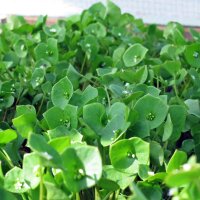 Lechuga del minero / Claytonia (Montia perfoliata) semillas