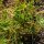 Lechuga del minero / Claytonia (Montia perfoliata) semillas