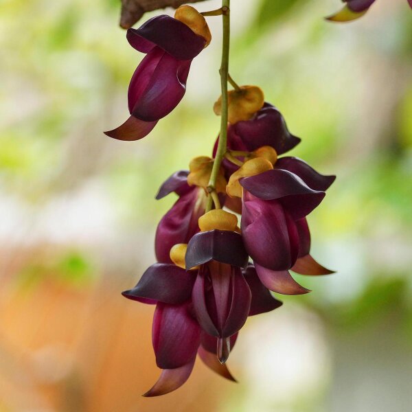 Mucuna (Mucuna pruriens) semillas