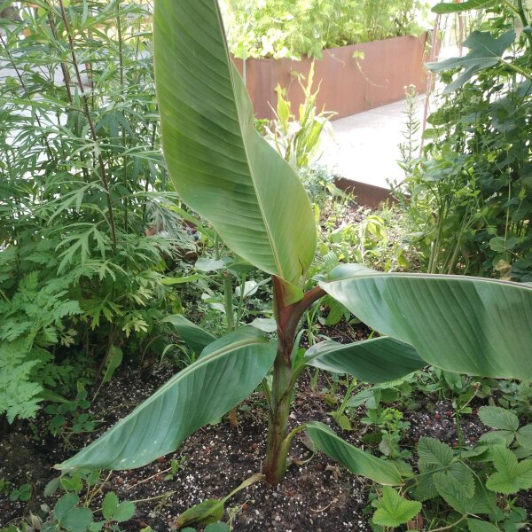 Plátano Darjeeling (Musa sikkimensis) semillas