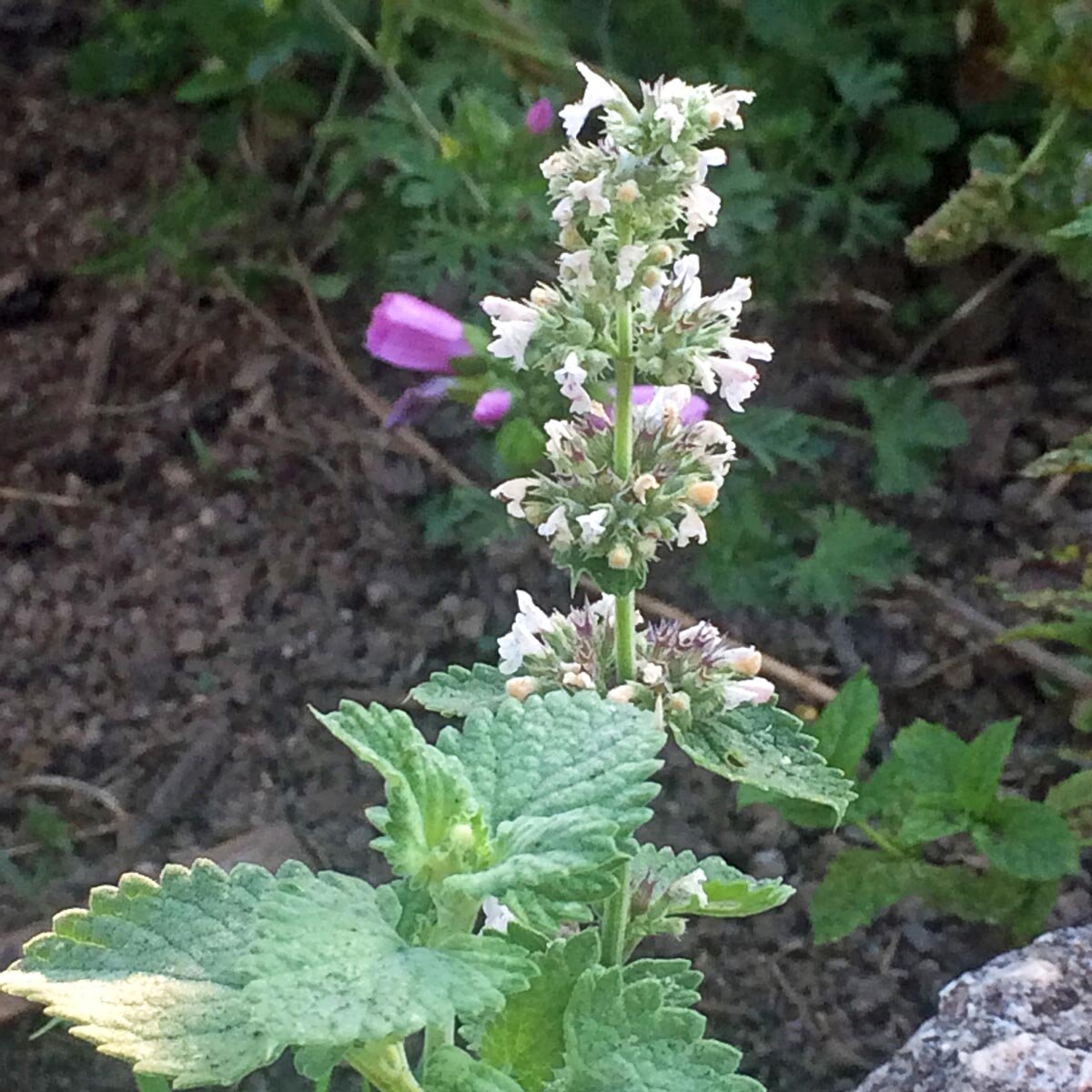 Outsidepride Blue Nepeta - Semilla De Plantas De Jardinería De Hierba De Menta Gata 1000