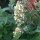 Hierba Gatuna de Limón (Nepata cataria ssp. citriodora) semillas